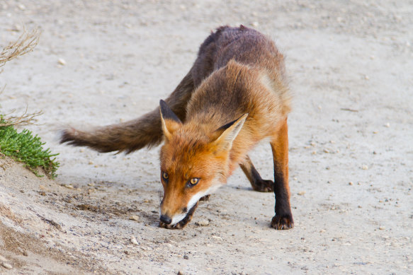 Invasive species, like foxes, are destroying native ecosystems.