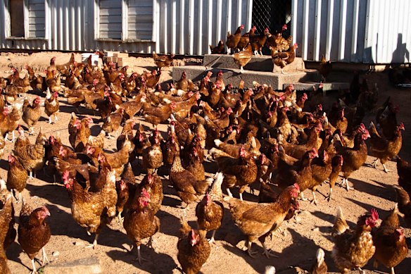 While H5N1 can spread to poultry and captive birds, it has not been detected in any nationwide.