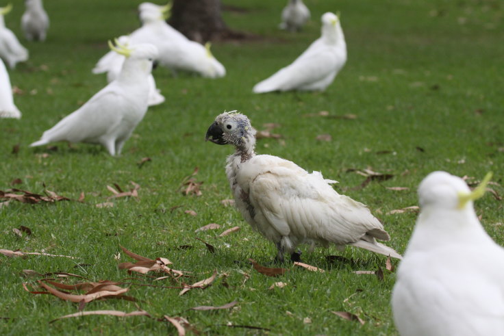 Fatal Virus That Makes Bird Feathers Fall Out Could Drive Extinctions