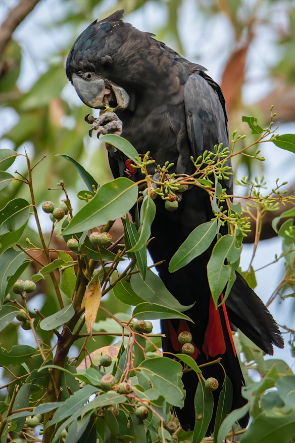 A forest red-tailed black cockatoo in the Holyoake zone. 