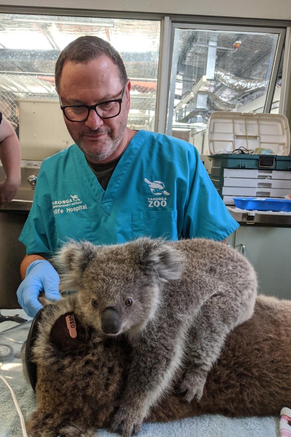 Vogelnest treats koalas rescued from bushfire zones in Monaro, NSW.