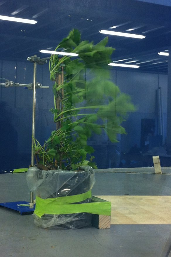 Plants are tested in the wind tunnel.