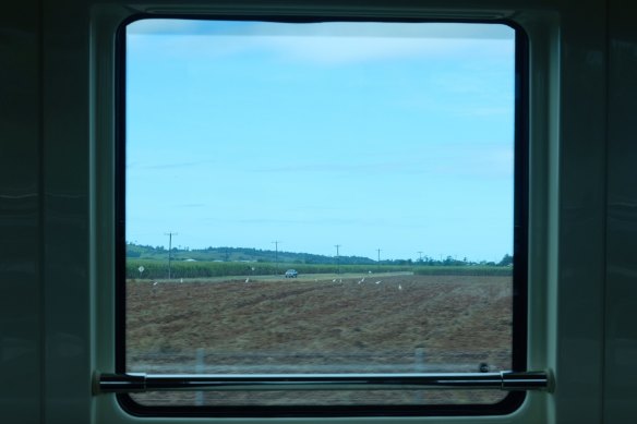 Most of the land the Spirit of Queensland passes through is full of cane, cut cane or pastoral land. There are some banana plantations too.