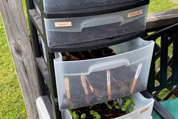 Plastic storage drawers used as greenhouse