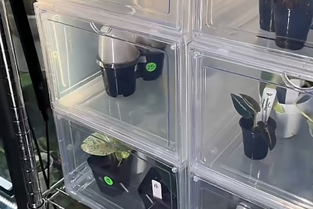 Display shoeboxes used as greenhouse