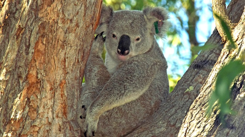 ANZ loan linked to destruction of koala habitat in Queensland
