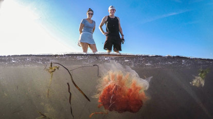 Why you’re seeing red jellyfish on Melbourne’s beaches