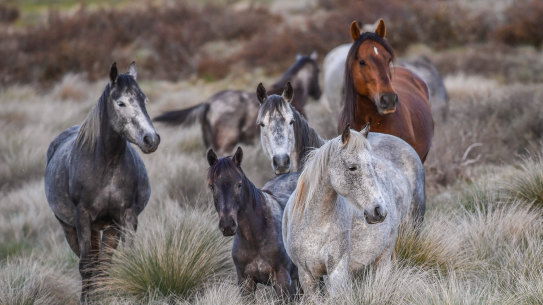 Wild horses roam in the Kosciuszko National Park