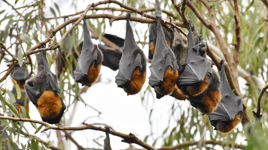 The Yarra Bend bats are nomadic, making a cull a bit of a waste of time.
