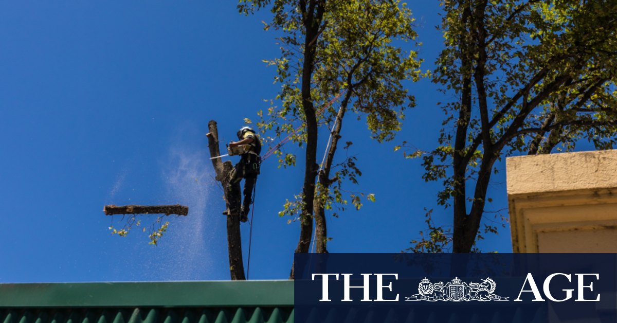 Caulfield Racecourse redevelopment Trees lopped as