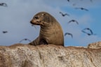 A second suspected case of H5 bird flu has been detected in a seal in Australia.