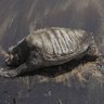 A sunken ship’s trail of destruction: turtle carcasses, dead dolphins