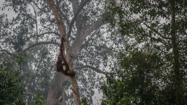A Borneo orangutan (Pongo pygmaeus) appears to drink from a plastic bottle as the haze from the fires reaches the outskirts of Palangkaraya, Central Kalimantan, Indonesia.