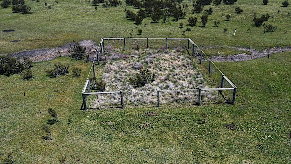 Snowgrass and other native plants in the Alps have to be fenced off to survive the trampling of feral horses.