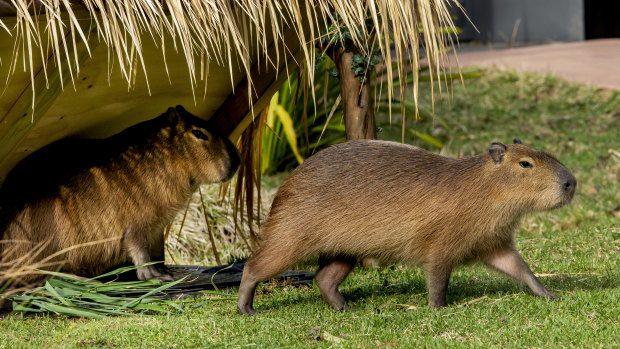 Taronga Zoo's latest addition are five capybaras, named Pedro, Guillermo, Sanchez, Carlos and Rodney.