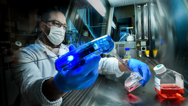 Monash University head of microbiology Professor Stephen Turner handling a culture medium in flasks used for growing and studying virus-specific T cells.