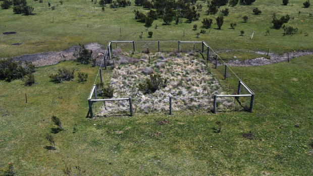 Snowgrass and other native plants in the Alps have to be fenced off to survive the trampling of feral horses.