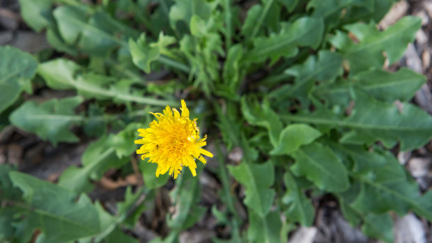 Roundup targets weeds such as dandelions.