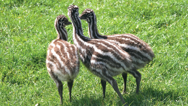 Emu chicks.
