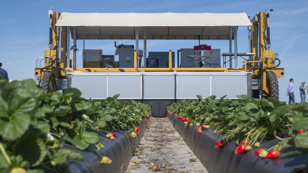 "Harv", the Berry-4 automated strawberry harvesting robot, at the demonstration in Florida earlier this month. 