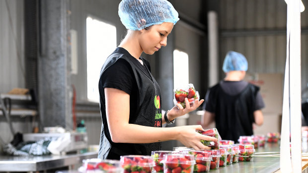 A worker conducting a quality check of punnets at the Ashbern strawberry farm on the Sunshine Coast.