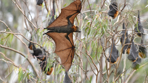 Bats are among the 350,000 species that help to pollinate.