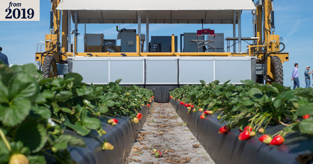 Harv the robot vs pickers in fight for the future of soft fruit farms
