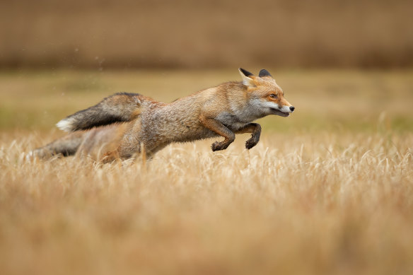 The famous fox that jumped over the famous dog, who was too lazy to turn up for the photo shoot. 