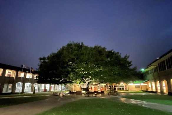 The oak tree in the quadrangle at Brighton Grammar School.