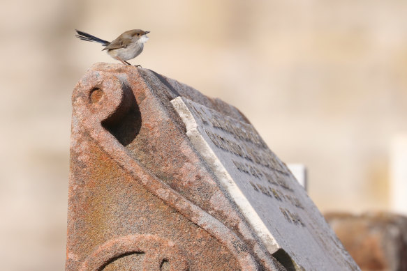 A superb fairy-wren perches on a headstone at Waverley Cemetery.