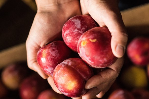 Organic fruit at Petty’s Orchard in Templestowe.