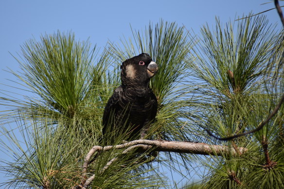 Carnaby, Baudin and Forest Red-tailed Black Cockatoo habitat was cleared without permission at a housing state in Baldivis resulting in a $250,000 fine for the property owners.