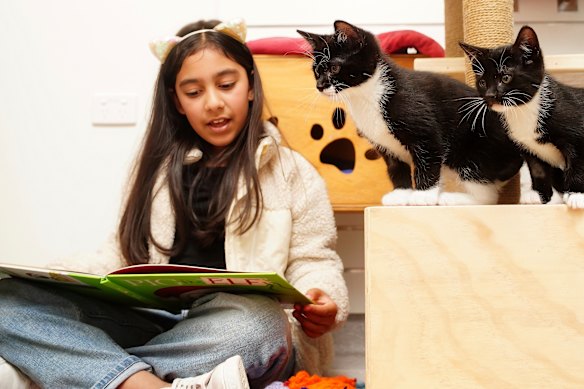 Amani, 7, reading to kittens at the Lort Smith adoption centre in Campbellfield.