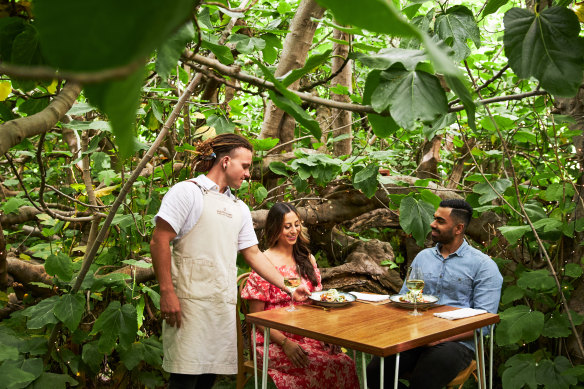 Immersive dining experience within the sprawling limbs of a giant fig.
