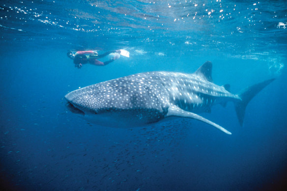 Whale sharks attract droves of tourists to Ningaloo Marine park