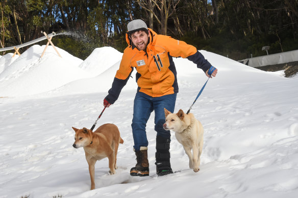 Mount Baw Baw worker Amon Bradshaw with dingoes that live on the resort. 