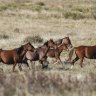 Victorian Coalition pledges to end brumby culling if it wins election