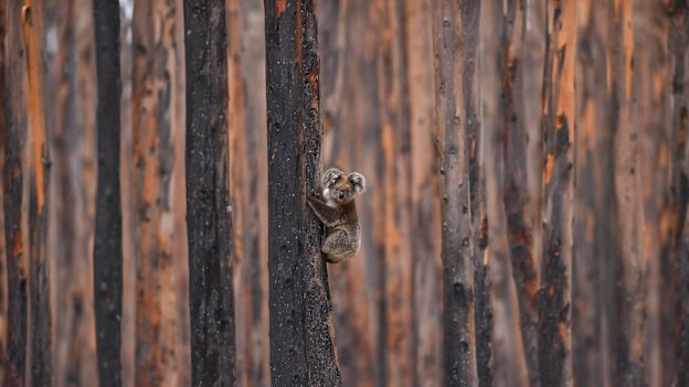 A koala in a tree on Kangaroo Island, South Australia: “They were lying defeated on the ground, desperate for water. Usually they’d be doing all they could to get away from us.”
