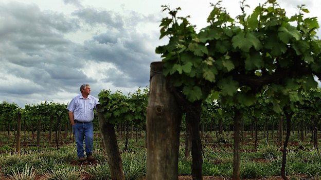Winegrape grower and Riverina Winegrape chairman Bruno Brombal on his property in Hanwood, NSW.