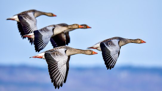 Wildlife telemetry entered what commentators called a “golden age”, moving from the margins of ecological research toward the centre.