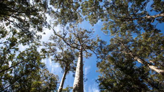 Native forests in the South West will be protected from 2024 in a commitment by the McGowan government.