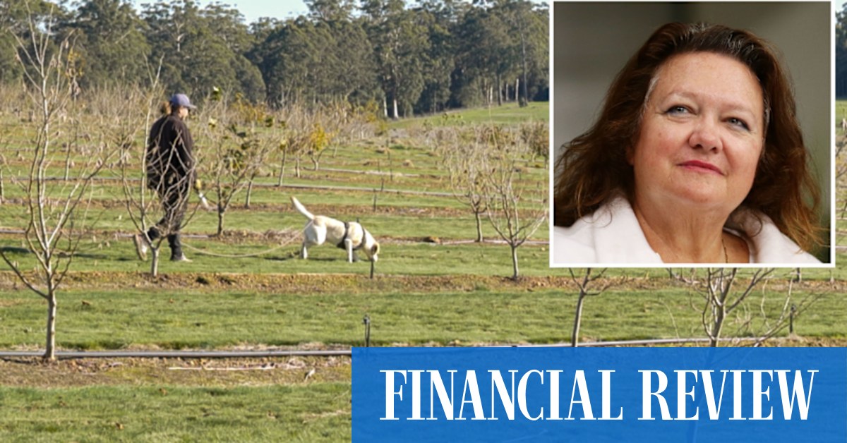 Rinehart to claim Australia's truffle farming crown - Vimarsana News