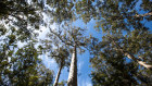 Old growth forest in Western Australia. 