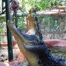 George Craig feeds a chicken to salt water crocodile “Cassius” at Green Island on the Great Barrier Reef in Queensland, 2011.