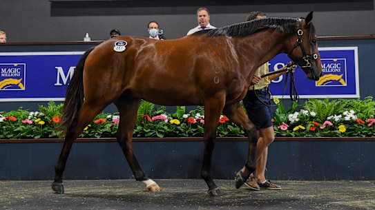 The colt from Miss Admiration x Not A Single Doubt was bought for $1.7 million on Wednesday (Lot 261).