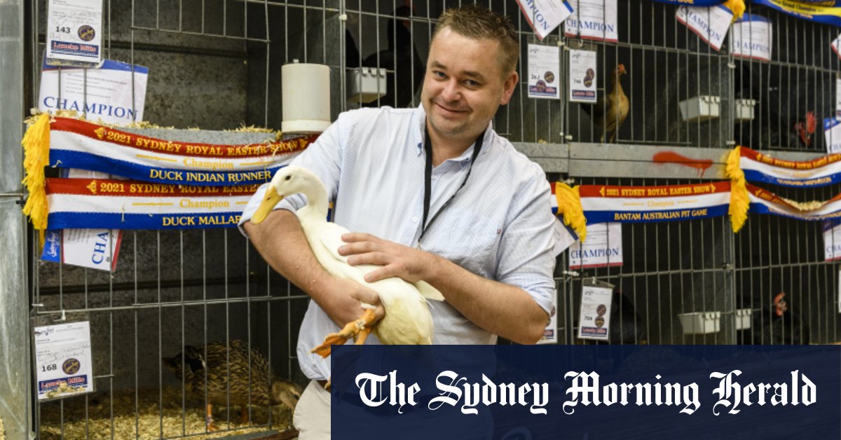 Sydney Royal Easter Show: Duck ruffles feathers to beat chooks for first time in 199 years - Vimarsana News