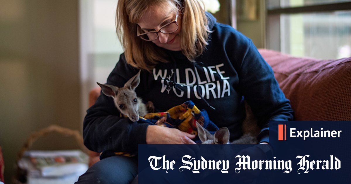 The horrible thud: What can we do to reduce roadkill? - Vimarsana News