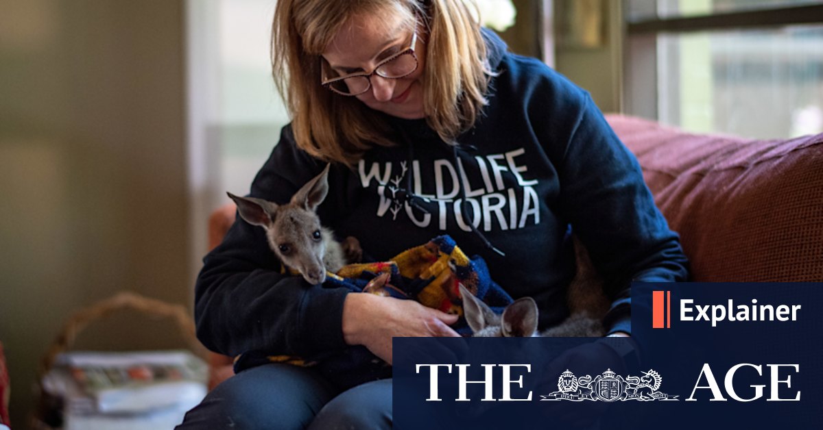 The horrible thud: What can we do to reduce roadkill? - Vimarsana News