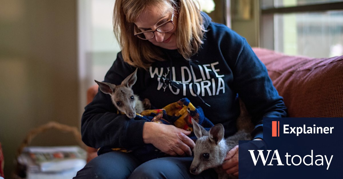 How can you reduce roadkill and what should you do if you find animals injured on the road? - Vimarsana News