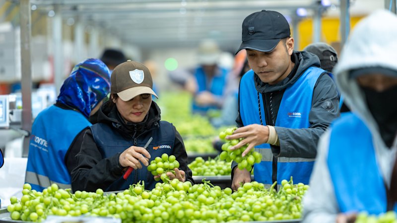 US investor puts $85m grape operation up for grabs